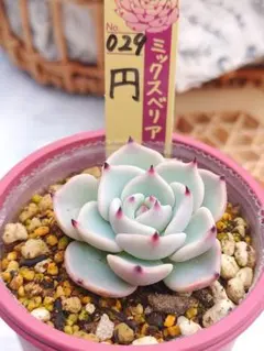 2026年最新】ミックスベリアの人気アイテム - メルカリ