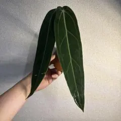 お*ち様 アンスリウム　ワロクアーナムのサムネイル