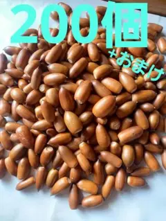 どんぐり　マテバシイ　200個+おまけ