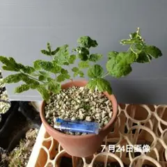 山野草　斑入り　ルイヨウボタンのサムネイル
