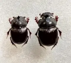 ヒメダイコクコガネ 3♂ バリエーションセット - メルカリ