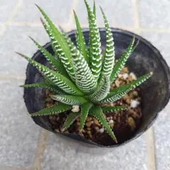 多肉植物 ハオルチア 赤太陽錦 鮮明錦 極上斑 - メルカリ
