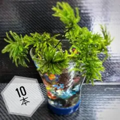 えるもっち様 リクエスト 3点 まとめ商品