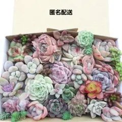 juria♪様 リクエスト 2点 まとめ商品