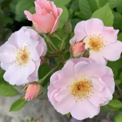 ⭐️ご購入前に必ずコメントをお願いします　71、バラ苗　バラ挿し木苗　可愛い