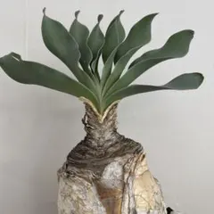 2026年最新】ブーファン ハエマンソイデス 実生の人気アイテム - メルカリ