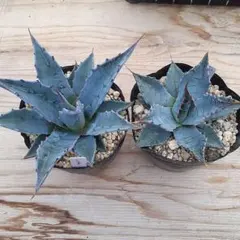 2026年最新】アガベモンタナの人気アイテム - メルカリ