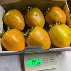 ⑦秋田県産 　蜂屋柿 渋柿　不揃い LL〜Lサイズ6個入　干し柿(吊し柿)用