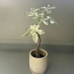 2026年最新】パキラ 斑入りの人気アイテム - メルカリ