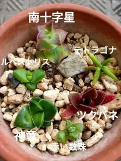 ✯☆星☆✯ 多肉 クラッスラ属 6種
