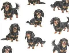 【ゆきちゃん限定】X2544-4 ミニチュアダックス ブラックタン 白 布 1m