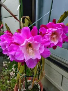 クジャクサボテン抜き苗の参考【1】非売品 多肉植物 変異大輪クジャクサボテン スイートハートクイーン (抜き苗)