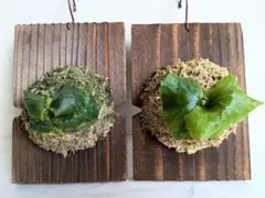 2026年最新】観葉植物 ビカクシダの人気アイテム - メルカリ