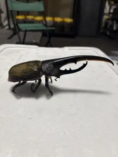 19.5センチ samsonではかなり最大級？ 蝶標本 ゴライアス