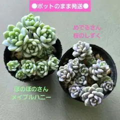2026年最新】メデルさん苗の人気アイテム - メルカリ