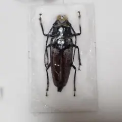 昆虫標本 ハチカミキリ Ulochaetes vacca 雌　中国 昆虫標本 ハチカミキリ Ulochaetes vacca 雌 28.5mm 中国 - メルカリ