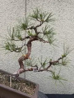 赤松一年生/苗木】縁起物/天然赤松/松/里山自生/野生/一年生/苗/檜原村