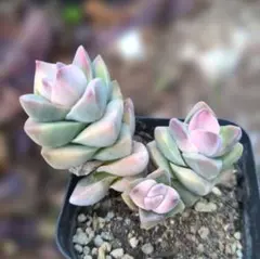 2026年最新】多肉錦の人気アイテム - メルカリ