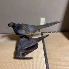 キジの剥製 木製台座付き - メルカリ