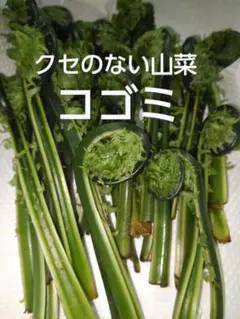 ひろの様専用　山菜詰合せのサムネイル