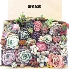 多肉植物 カット苗 詰め合わせ 【40】