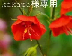 kakapo様 リクエスト 2点 まとめ商品