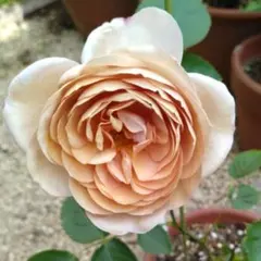 chanaoi様 リクエスト 2点 まとめ商品