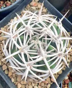 黒牡丹 自家繁殖苗 実生 サボテン 多肉植物 - メルカリ