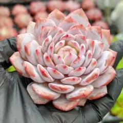 Top【選抜株】多肉植物 360435ナネット ローズ 10個 鉢無し/脱土
