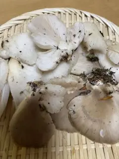 天然ウスヒラタケ　ikuさまのサムネイル
