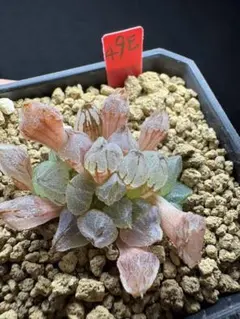 67e 多肉植物 ハオルチア 水晶灯糊斑 自家繁殖 鉢植え発送 - メルカリ