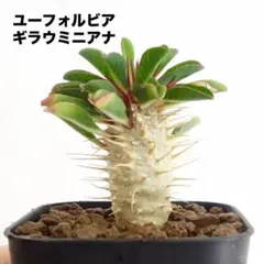 ユーフォルビア ギラウミニアナ 実生 塊根植物