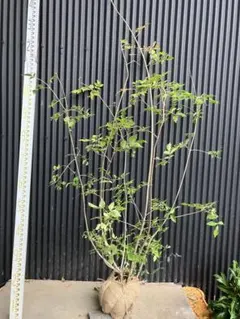 y*n様 山採りアオダモ　9/1出品　青ダモ2 鉢上からh210cm W70cm y*n様 山採りアオダモ 9/1出品 青ダモ2 鉢上からh210cm W70cm 52