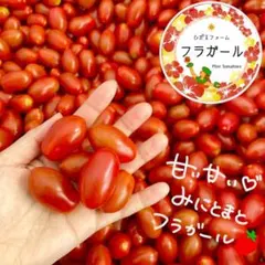 来作はお休みです⭐️甘くて大人気‼️ミニトマトフラガール⭐️赤のみ1キロ