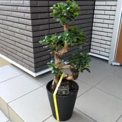 2026年最新】ガジュマル 昇り龍の人気アイテム - メルカリ