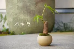 おさむ様 リクエスト 2点 まとめ商品