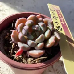 2026年最新】ミックスベリアの人気アイテム - メルカリ