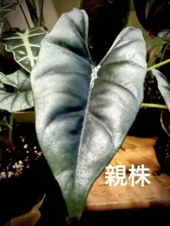 2026年最新】アロカシア 芋の人気アイテム - メルカリ