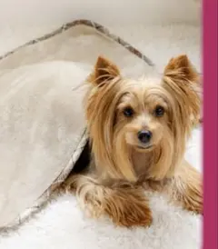 Item thumbnail for item 3985665a-c4a3-4996-b09e-8e87041cbdfa