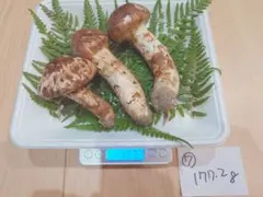 岩手県産　岩泉産　高級松茸　蕾　最高級　756g 今期最終 岩手県産岩泉産高級松茸蕾最高級756g 今期最終