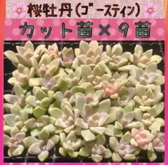 ヨッシー様 リクエスト 4点 まとめ商品のサムネイル