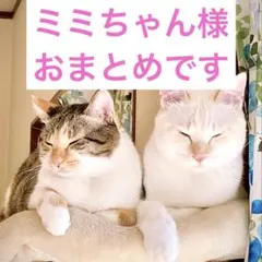 ミミちゃん様 リクエスト 8点 まとめ商品