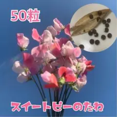 スイートピーの種　50粒