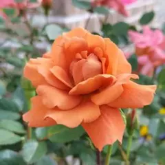 ミニバラ♡テディベア♡3.5号♡ポットごと宅急便コンパクト - メルカリ