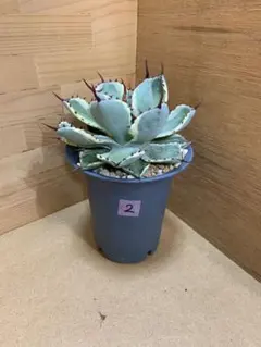 2026年最新】吉祥冠錦の人気アイテム - メルカリ