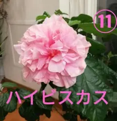 No.1【沖縄から♪】ハイビスカス(八重咲き・真っ赤)♥️枝振り良好