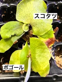 2025年最新】willinckii 胞子の人気アイテム - メルカリ