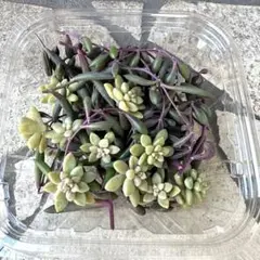 多肉カット苗セット★ルビーネックレスと姫秀麗（姫秋麗）No.5