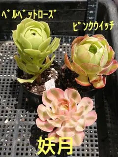 2026年最新】観葉植物 アエオニウムの人気アイテム - メルカリ