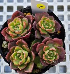 Meng Gay様 リクエスト 2点 まとめ商品